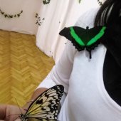 Выставка тропических бабочек